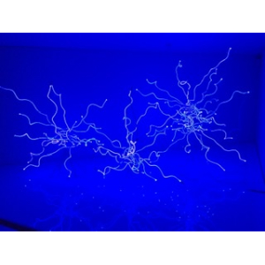 Glass artist Dale Chihuly’s portrait in blue