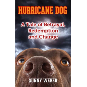 Gator, the Pit Bull Mix looks up at the incoming hurricane. What will happen?